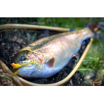 Nymph REDBASS Nr. 1 S - 53 mm - 1 pcs