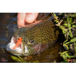 Nymph REDBASS Nr. 1 S - 53 mm - 1 pcs
