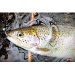 Nymph REDBASS Nr. 1 S - 53 mm - 1 pcs