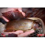 Nymph REDBASS Nr. 1 S - 53 mm - 1 pcs