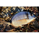 Nymph REDBASS Nr. 1 S - 53 mm - 1 pcs