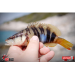 Nymph REDBASS Nr. 1 S - 53 mm - 1 pcs