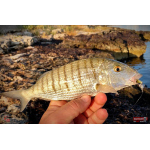 Nymph REDBASS Nr. 1 S - 53 mm - 1 pcs
