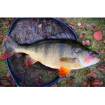 Nymph REDBASS Nr. 1 S - 53 mm - 1 pcs