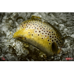 Nymph REDBASS Nr. 1 S - 53 mm - 1 pcs
