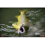 Nymph REDBASS Nr. 1 S - 53 mm - 1 pcs