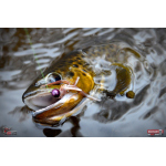 Nymph REDBASS Nr. 1 S - 53 mm - 1 pcs