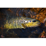 Nymph REDBASS Nr. 1 S - 53 mm - 1 pcs