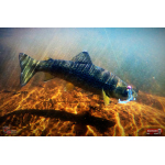 Nymph REDBASS Nr. 1 S - 53 mm - 1 pcs