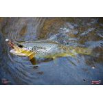 Nymph REDBASS Nr. 1 S - 53 mm - 1 pcs