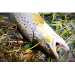 Nymph REDBASS Nr. 1 S - 53 mm - 1 pcs