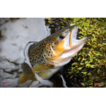 Nymph REDBASS Nr. 1 S - 53 mm - 1 pcs