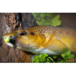 Nymph REDBASS Nr. 1 S - 53 mm - 1 pcs