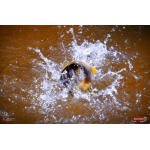 Nymph REDBASS Nr. 1 S - 53 mm - 1 pcs
