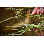 Nymph REDBASS Nr. 1 S - 53 mm - 1 pcs