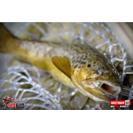Nymph REDBASS Nr. 1 S - 53 mm - 1 pcs