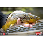 Nymph REDBASS Nr. 1 S - 53 mm - 1 pcs