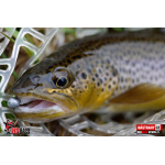 Nymph REDBASS Nr. 1 S - 53 mm - 1 pcs