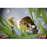 Nymph REDBASS Nr. 1 S - 53 mm - 1 pcs
