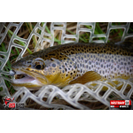Nymph REDBASS Nr. 1 S - 53 mm - 1 pcs