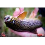 Nymph REDBASS Nr. 1 S - 53 mm - 1 pcs
