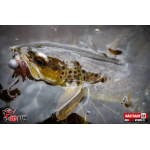 Nymph REDBASS Nr. 1 S - 53 mm - 1 pcs