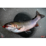 Nymph REDBASS Nr. 1 S - 53 mm - 1 pcs