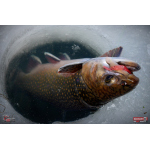 Nymph REDBASS Nr. 1 S - 53 mm - 1 pcs