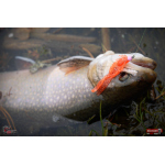 Nymph REDBASS Nr. 1 S - 53 mm - 1 pcs
