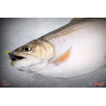 Nymph REDBASS Nr. 1 S - 53 mm - 1 pcs