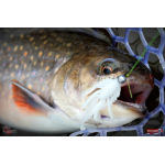 Nymph REDBASS Nr. 1 S - 53 mm - 1 pcs