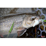 Nymph REDBASS Nr. 1 S - 53 mm - 1 pcs