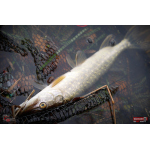 Nymph REDBASS Nr. 1 S - 53 mm - 1 pcs