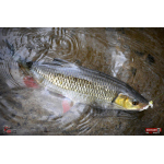 Nymph REDBASS Nr. 1 S - 53 mm - 1 pcs