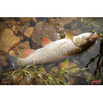 Nymph REDBASS Nr. 1 S - 53 mm - 1 pcs