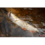 Nymph REDBASS Nr. 1 S - 53 mm - 1 pcs