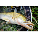 Nymfa REDBASS Nr. 1 X - 100 mm - 5 pcs
