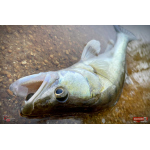 Nymfa REDBASS Nr. 1 X - 100 mm - 5 pcs