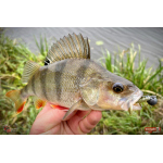 Nymfa REDBASS Nr. 1 X - 100 mm - 5 pcs