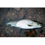 Nymfa REDBASS Nr. 1 X - 100 mm - 5 pcs