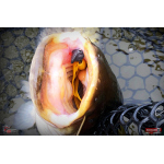 Nymph REDBASS Nr. 1 X - 100 mm - 1 pcs