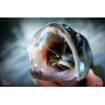 Nymph REDBASS Nr. 1 XL - 130 mm - 1 pcs