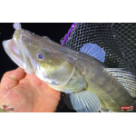 Nymph REDBASS Nr. 1 XL - 130 mm - 1 pcs