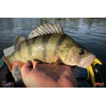 Nymph REDBASS Nr. 1 XL - 130 mm - 1 pcs