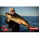 Minnow SB