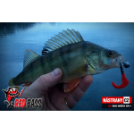 Minnow SCB 4