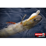 Minnow SLR