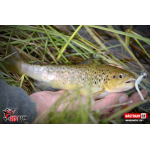 Micro Minnow SSF 1