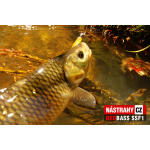 Micro Minnow SSF 1