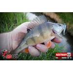 Micro Minnow SSF 1B